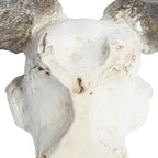 Polystone White Skull Cow Wall Decor